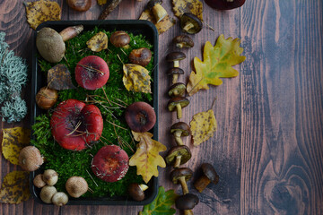 Autumn composition of forest mushrooms in green moss on wooden boards. Flatlay, gifts of the forest, symbols of autumn