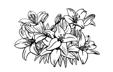 Lily sketch. Black outline on white background. Vector illustration.