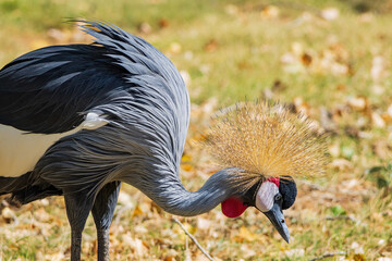 Close up shot of cute Black crowned crane