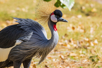 Close up shot of cute Black crowned crane