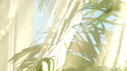transparent curtain on the window, gently moved by the wind. sunlight. sun's rays shine through the transparent tulle