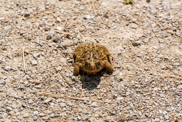 An American Toad Along The Trail