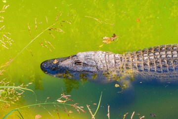 Close up shot of Alligator