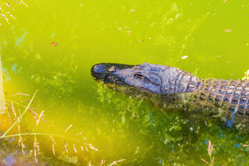 Close up shot of Alligator
