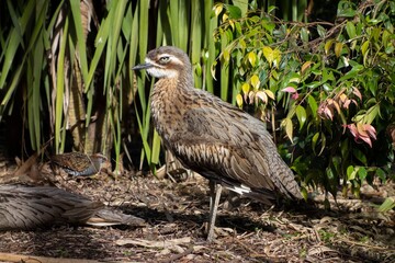 Bush stone-curlew (Burhinus grallarius) bird in Australia