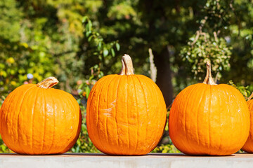 Close up shot of many pumpkin