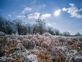 Small Bushes And Grass Covered With Snow On A Field With Trees In The Background