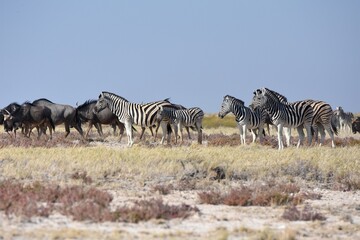 Fototapeta na wymiar Tierherde (Zebras und Gnus) im Etoscha Nationalpark in Namibia. 