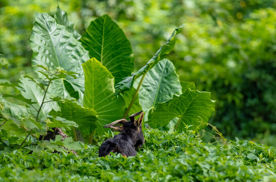 Feuille de taro et la chèvre à Mo'orea en Polynésie
