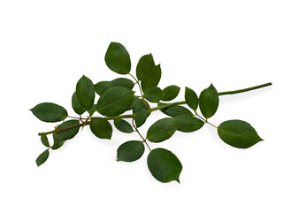 Fototapeta na wymiar Green rose leaves isolated on a white background