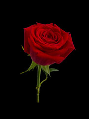 Dark red rose with a green leaves