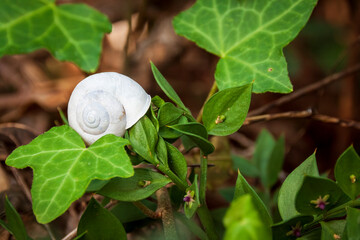 Romage 10 2022 small white snail shell on green ivy leaves