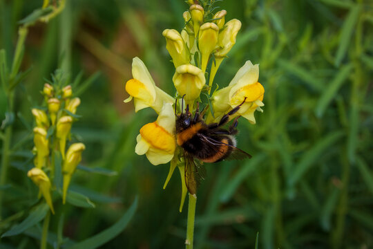 Romage 10 2022 photo of a bumblebee feeding on a toadflax flower