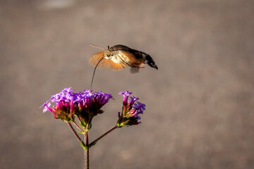 Saint Egreve France 10 2022 picture of a moro sphinx butterfly foraging on a verbena flower