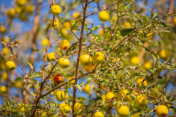 Harvest of apples on a plantation in the garden. Fruit trees with apples. Ripe fruits on the branches of a tree. Gardening in agriculture.