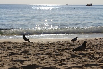 doves on beach