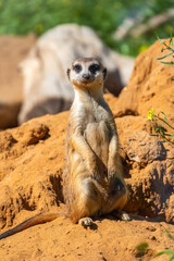 Meerkat, Suricata suricatta, on hind legs. Portrait of meerkat standing on hind legs with alert expression. Portrait of a funny meerkat sitting on its hind legs.