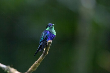  Violet-crowned Woodnymph (Thalurania colombica) hummingbird