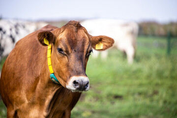Obraz na płótnie Canvas Close up view of an Angus cow enjoying outdoors at the farm.