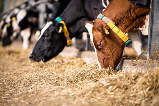 Herd of cows eating hay in cowshed on dairy farm.