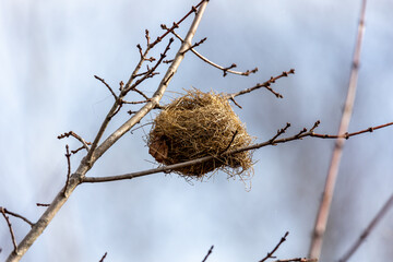 birds nest on a tree