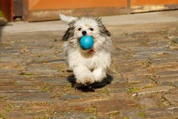 Little cute Bolognese puppy running with a blue ball