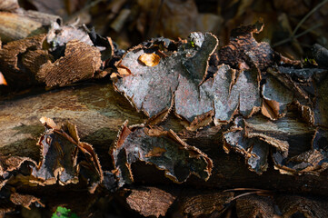 Im Wald
