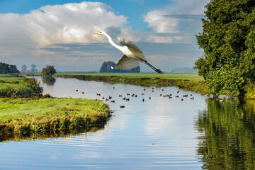 Close up of a soaring Great Egret above a farmers canal and background with green peat meadows in...