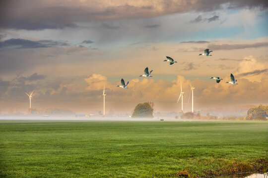Typical Dutch polder landscape in the Groene Hart of the Randstad with green meadows misty horizon with flying Greylag Geese, Anser anser, and background with white wind turbines with cloudy sky