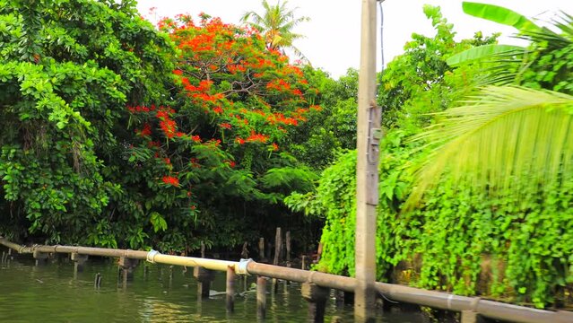 Travelling en bateau sur la v&eacute;g&eacute;tation de la rivi&egrave;re Bangkok Noi