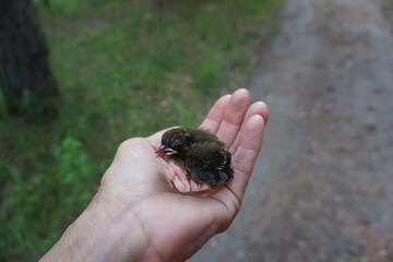 closeup of a lost  tiny baby blue tit in my hand