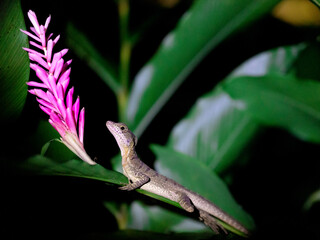 Costa Rica Jungle Lizard