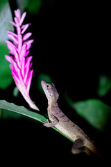 Lizard at night, Costa RIca