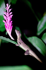 Lizard Resting, Costa Rica