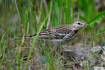 Baumpieper // Tree Pipit (Anthus trivialis)