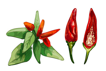 Branch of tabasco pepper with leaf and fetus. Vintage vector hatching
