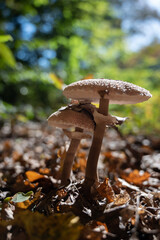 pilze
