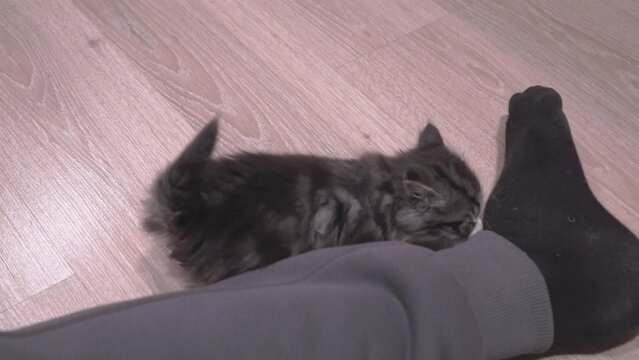 Small Kitten