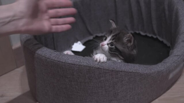 Small Kitten