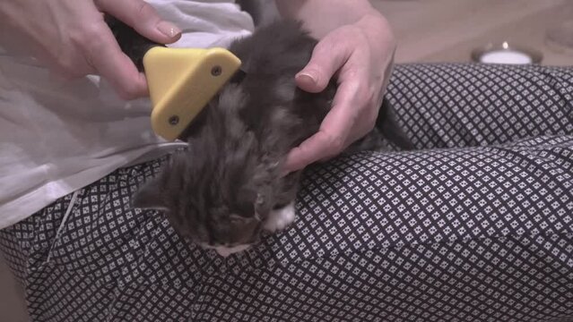 Small Kitten