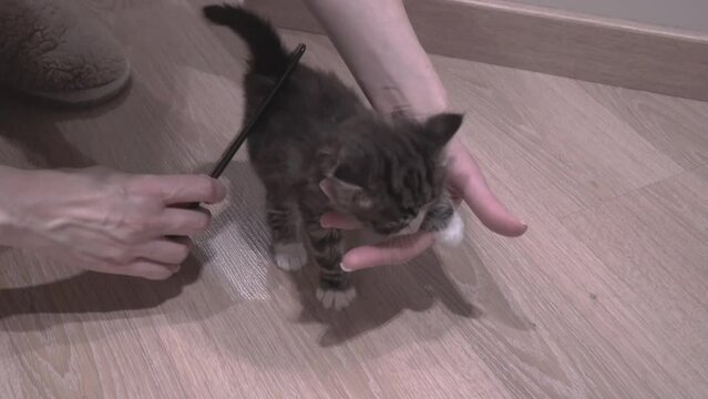 Small Kitten