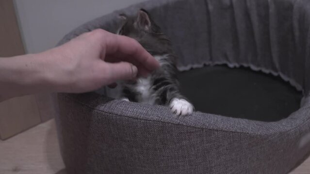 Small Kitten