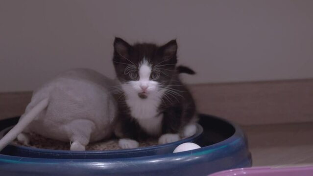 Small Kitten