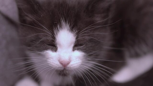 Small Kitten