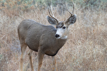 Naklejka na ściany i meble Colorado Wildlife. Wild Deer on the High Plains of Colorado. Mule deer buck in tall grass