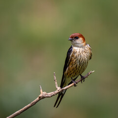 Swallow Siting