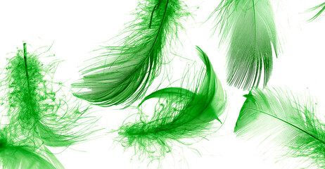 green duck feathers on a white isolated background