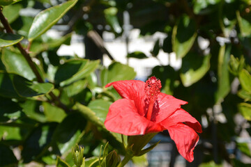 red flower in the garden