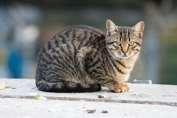  cat turkish stray cat.