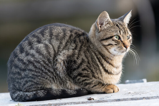 turkish stray grey  cat.